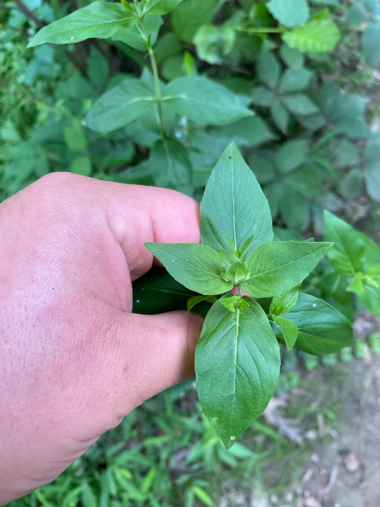 Pycnanthemum Muticum