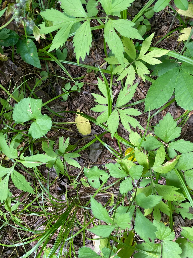 Hydrophyllum Virginianum