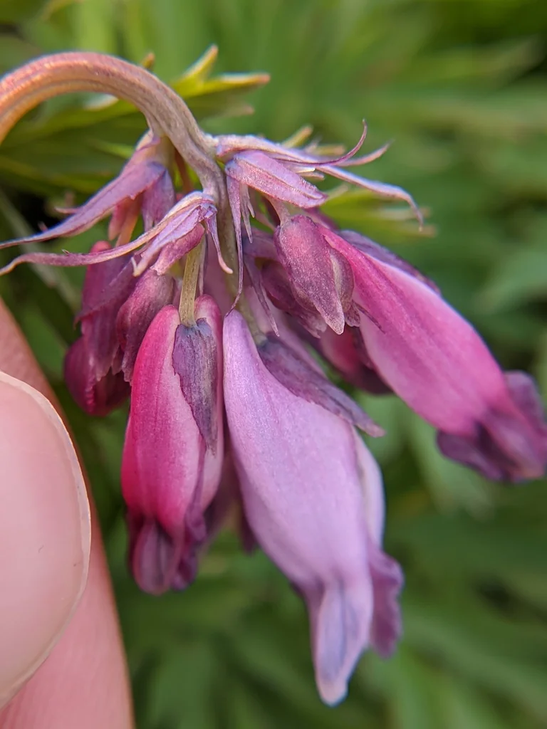 Dicentra Eximia