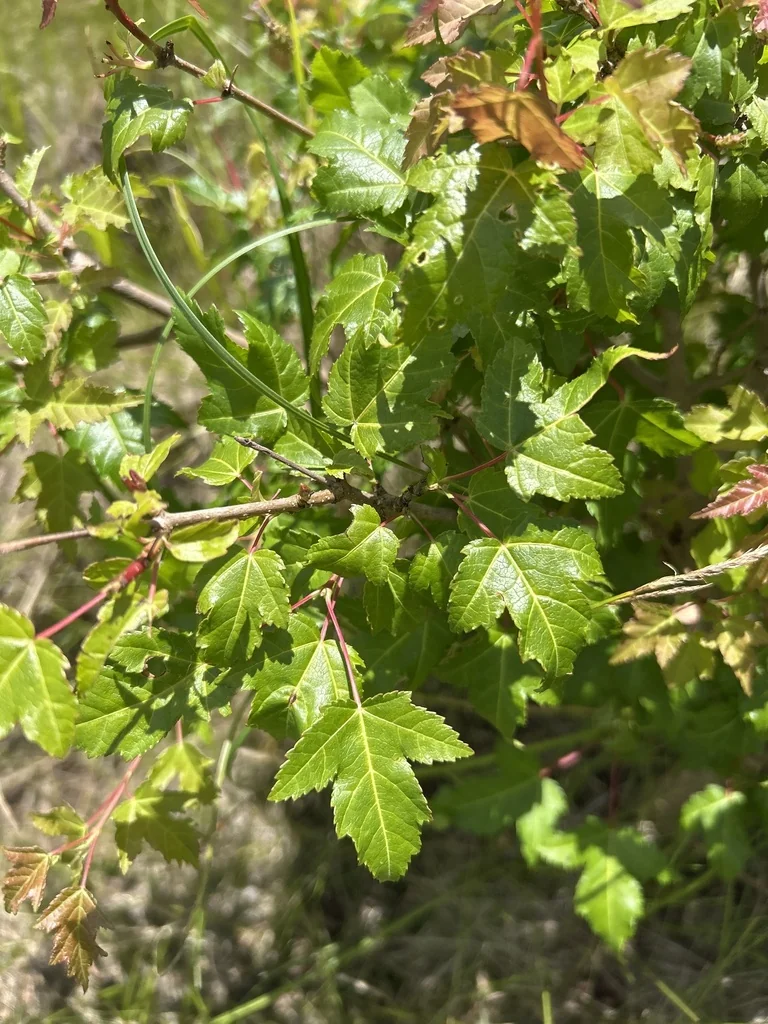 Acer Ginnala