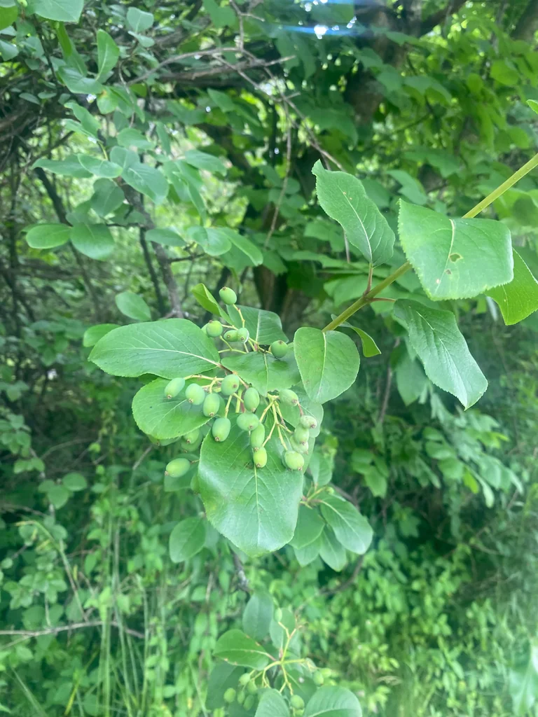 Viburnum Prunifolium