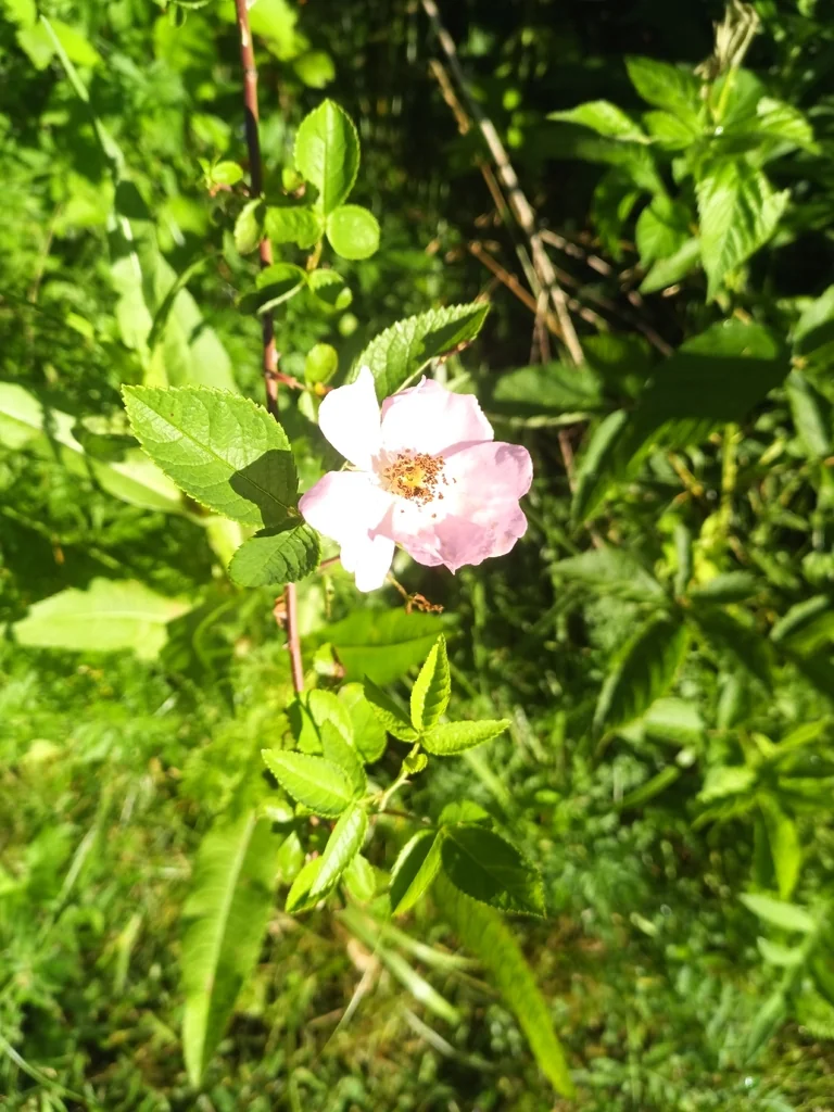 Rosa Setigera
