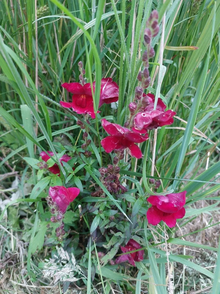 Antirrhinum Majus