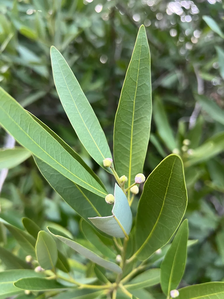 Umbellularia Californica