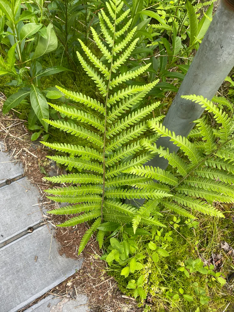 Woodwardia Virginica