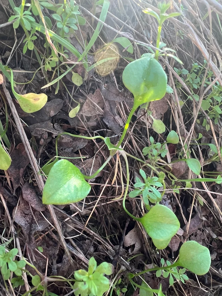 Claytonia Perfoliata