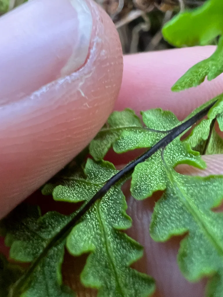 Pentagramma Triangularis