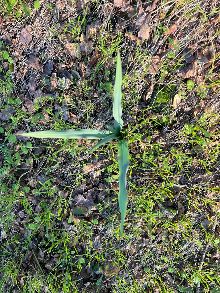 Chlorogalum Pomeridianum