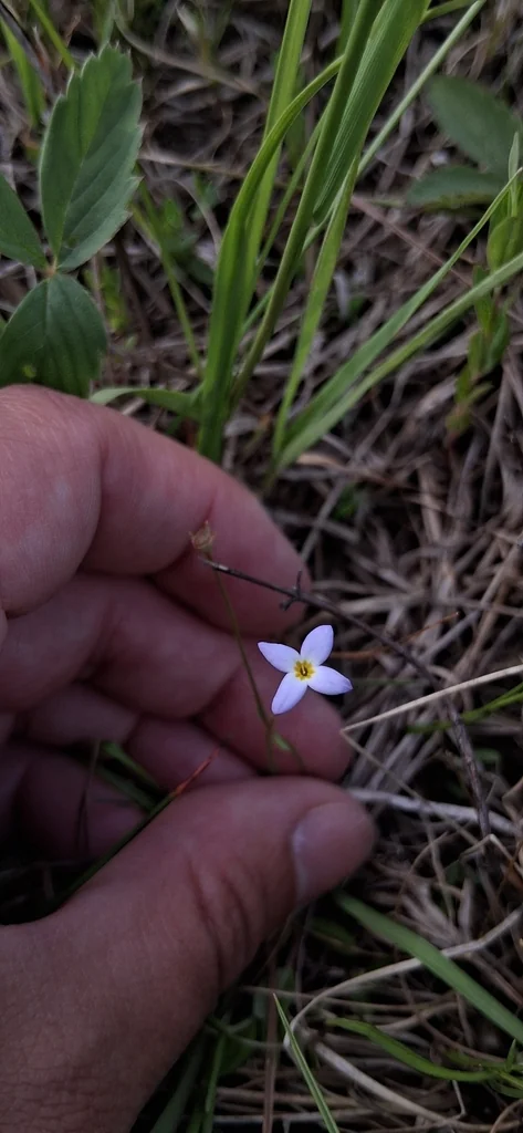 Houstonia Caerulea