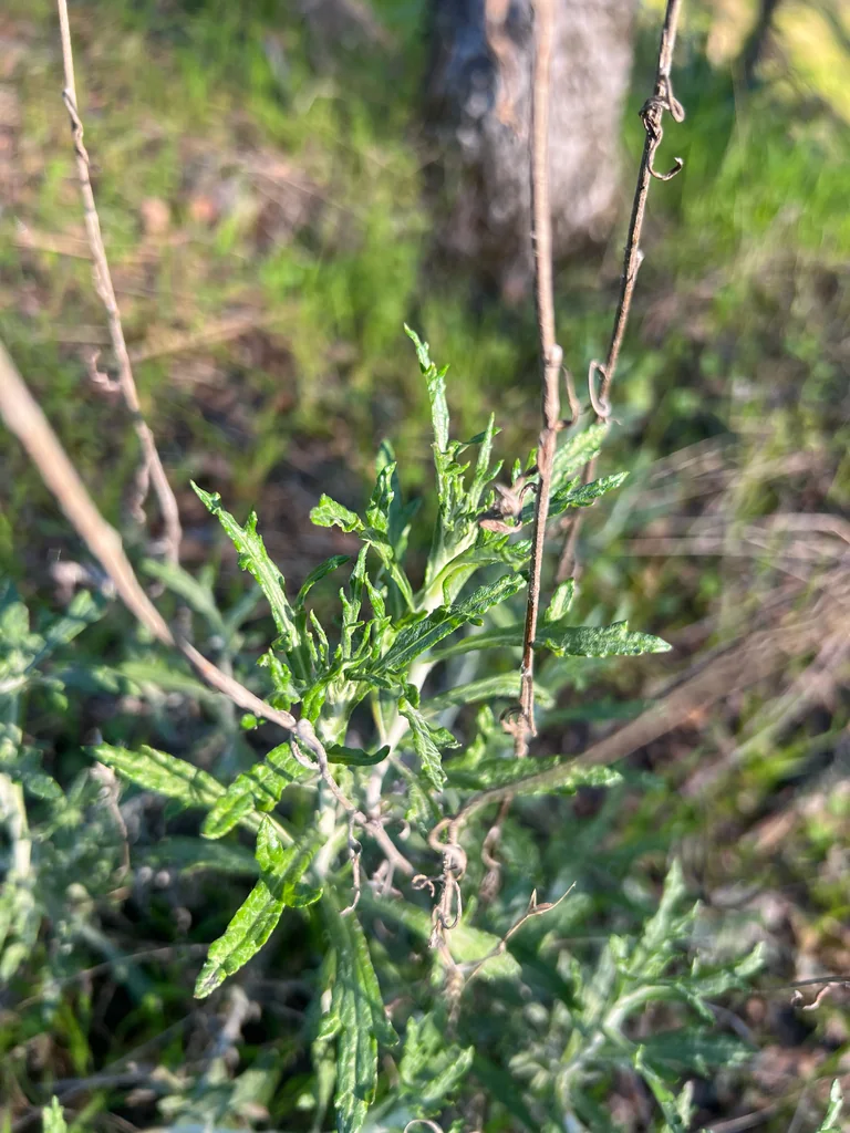 Eriophyllum Lanatum