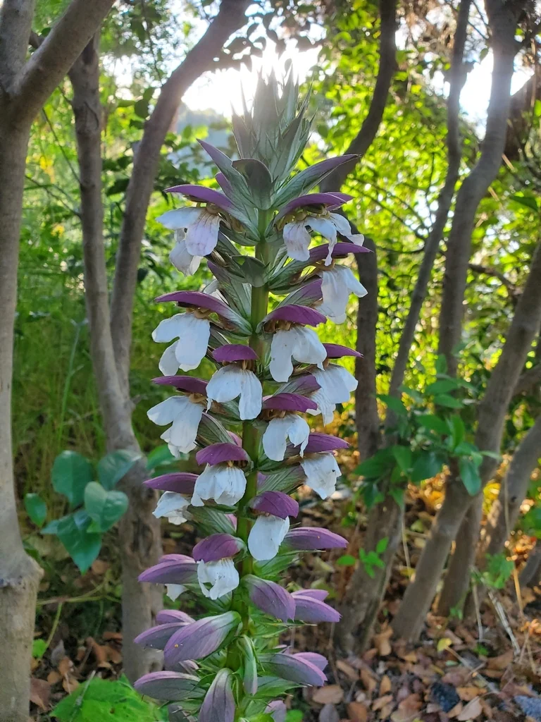 Acanthus Mollis