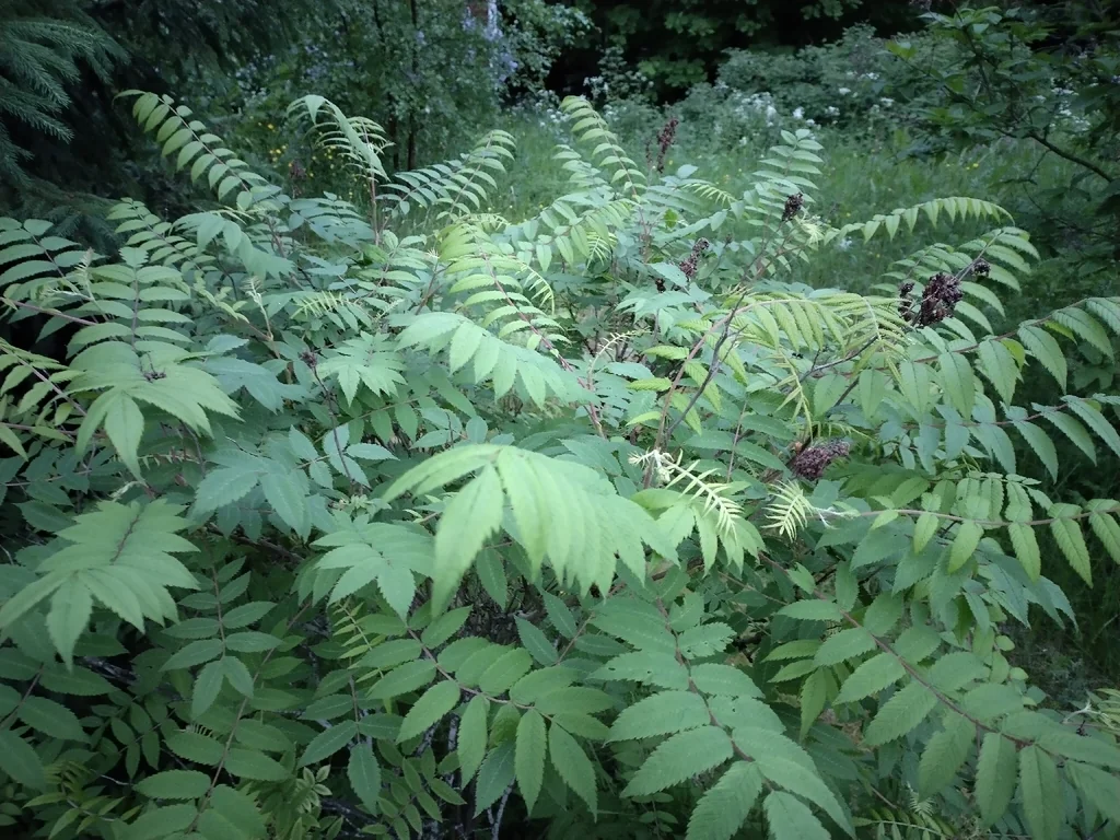 Sorbaria Sorbifolia
