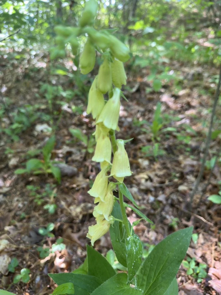 Digitalis Grandiflora