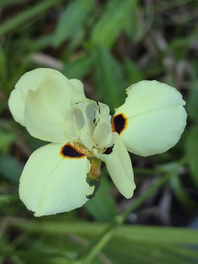 Dietes Bicolor