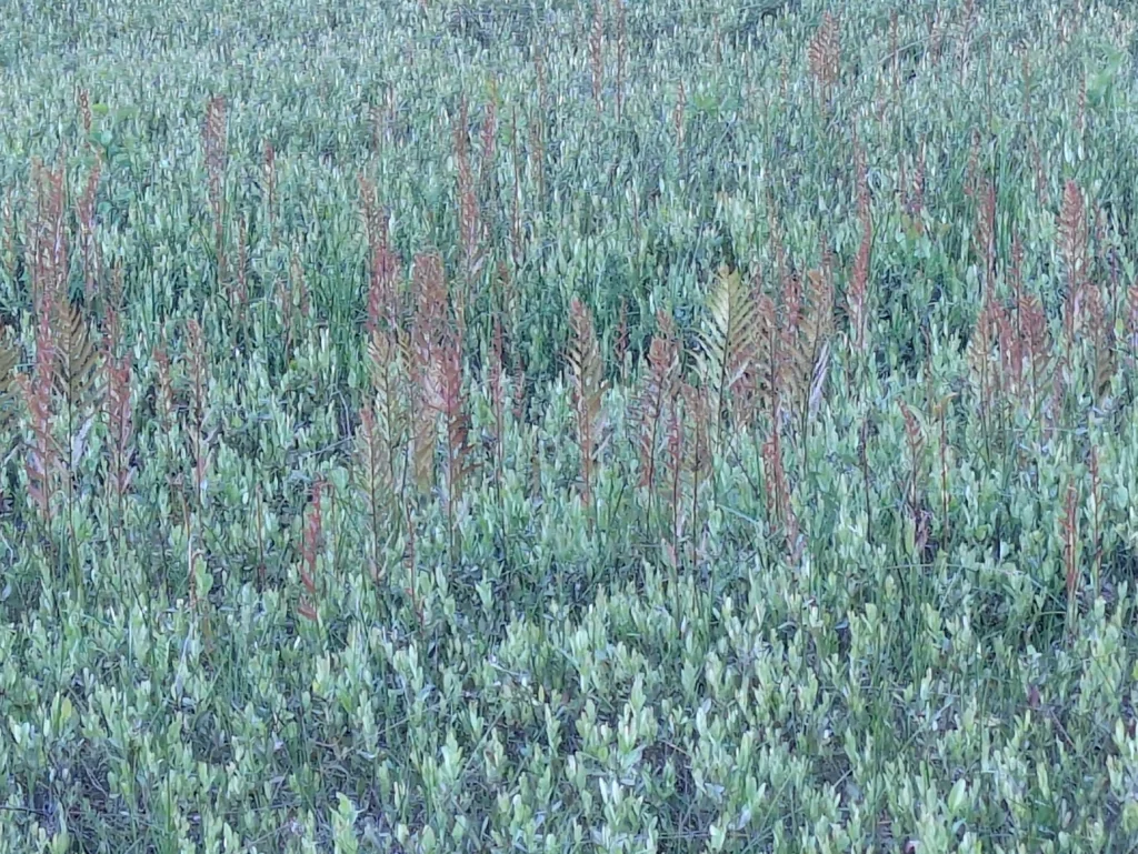 Woodwardia Virginica