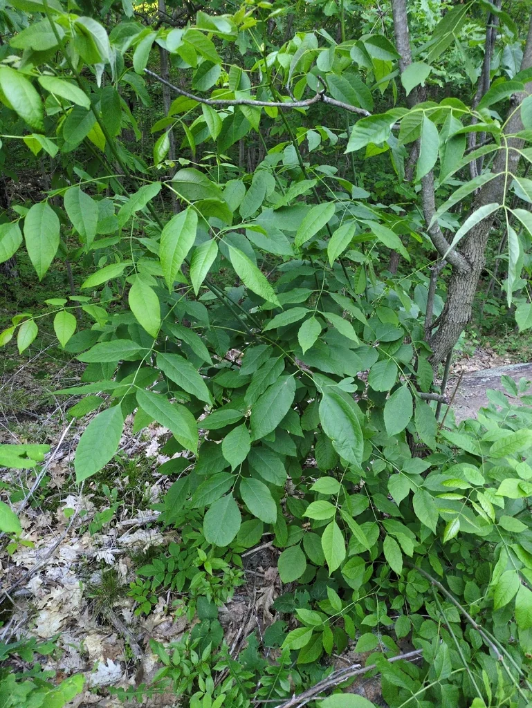 Fraxinus Americana