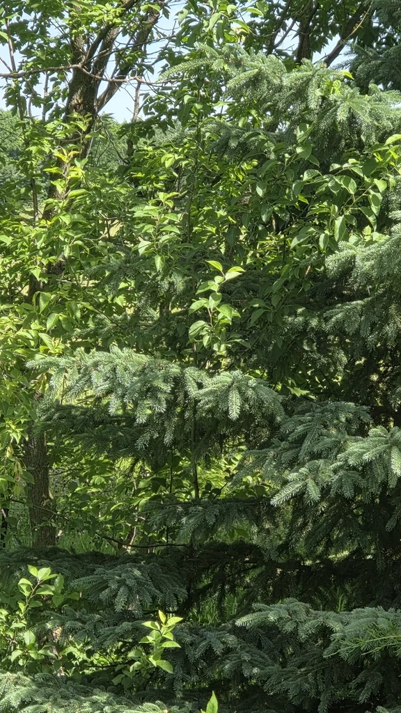 Picea Glauca