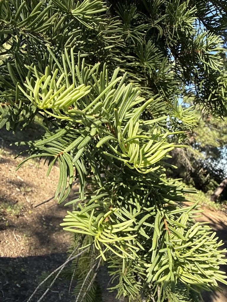 Abies Concolor