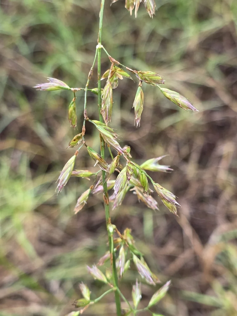 Festuca arundinacea