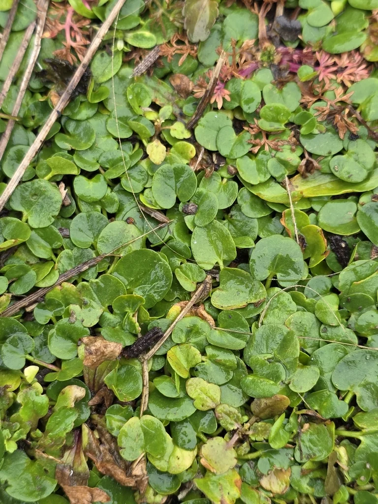 Dichondra Micrantha