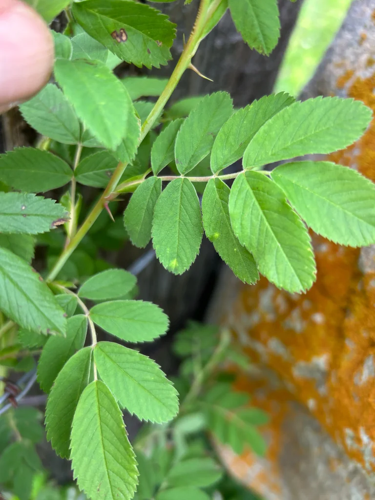 Rosa Woodsii