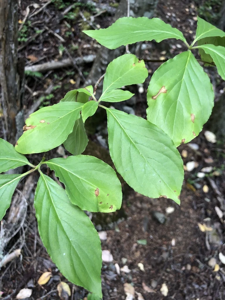 Cornus Nuttallii
