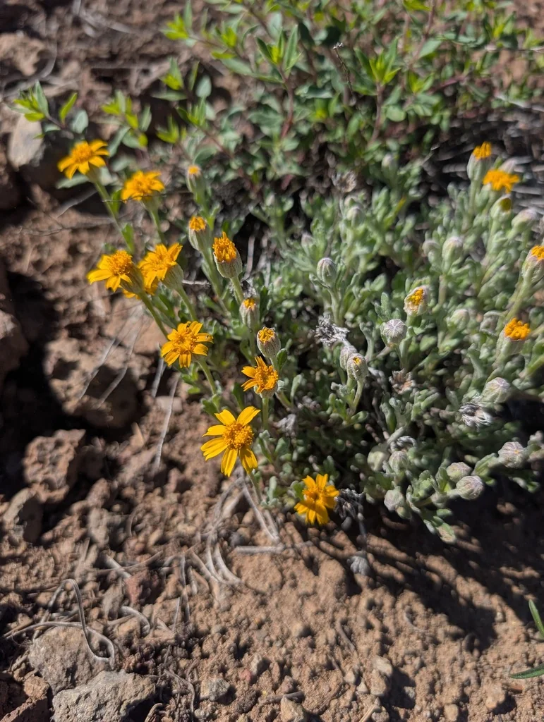 Eriophyllum Lanatum