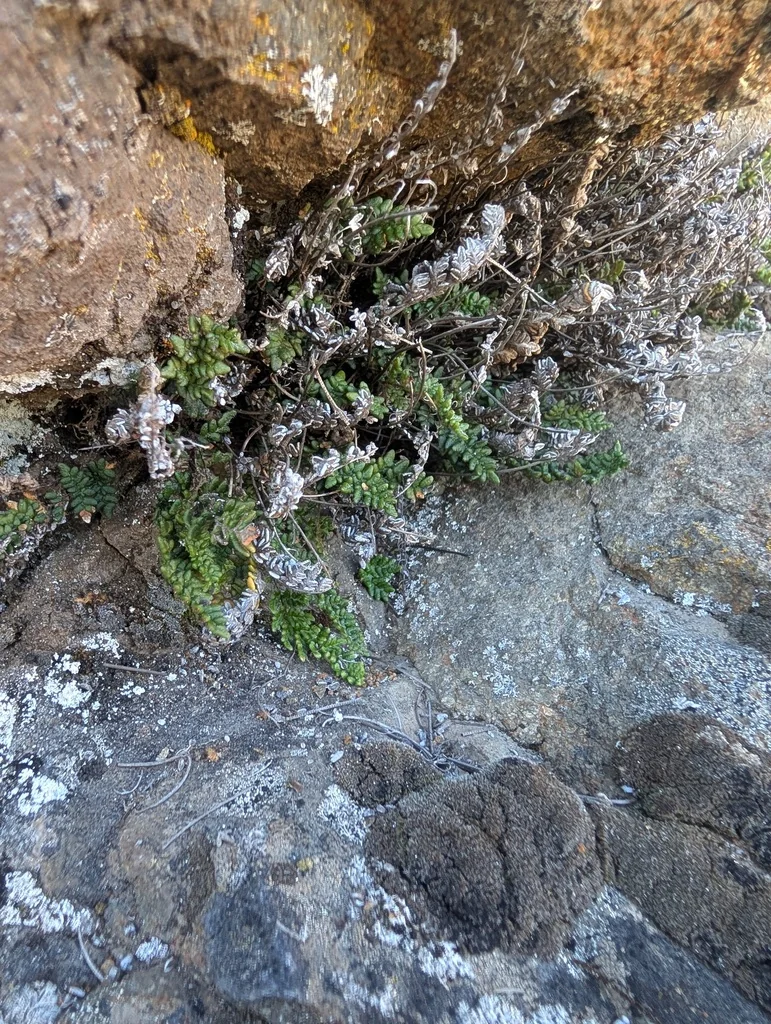 Myriopteris Covillei
