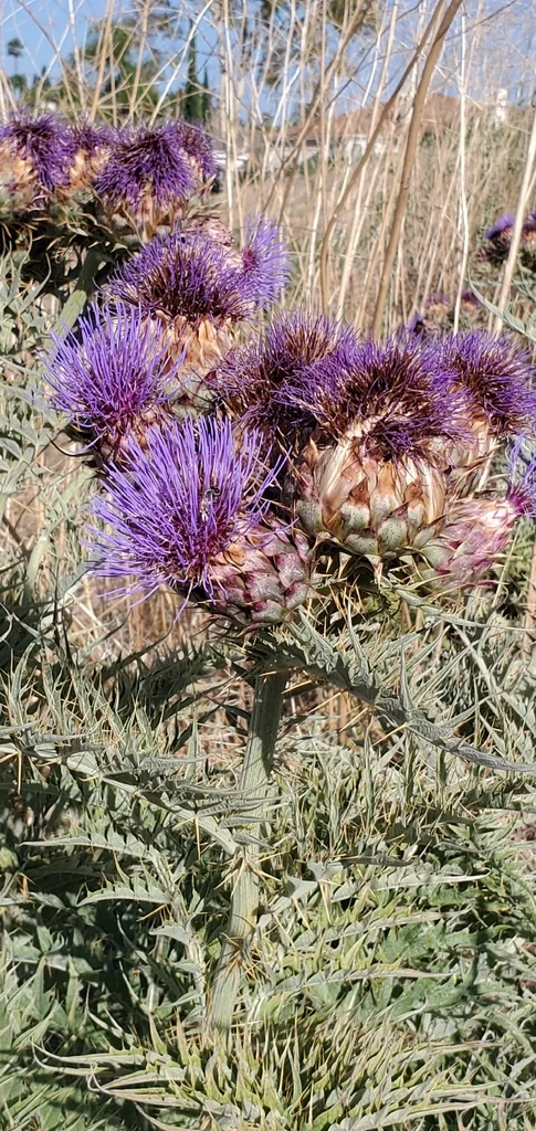 Cynara Scolymus