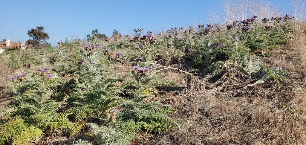 Cynara Scolymus
