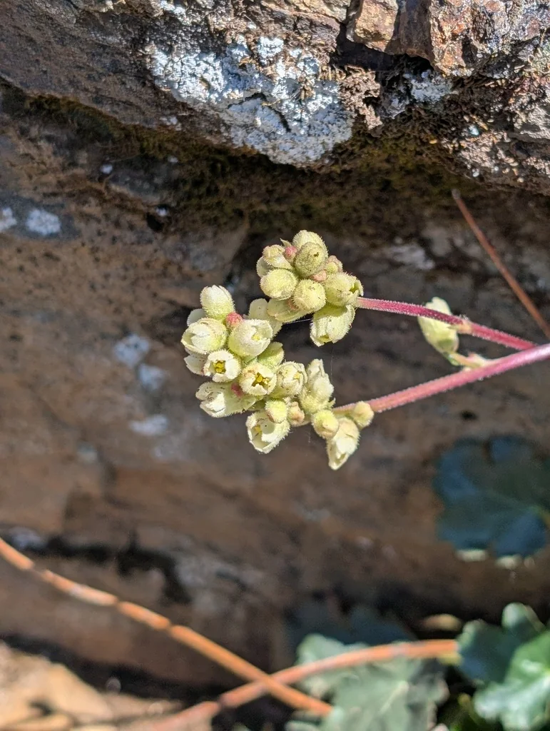 Heuchera Cylindrica