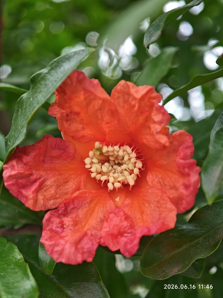 Punica granatum