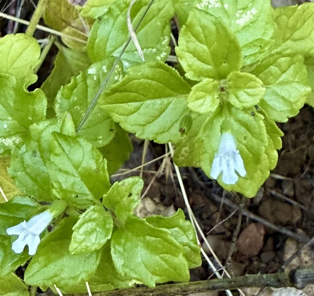 Satureja Douglasii