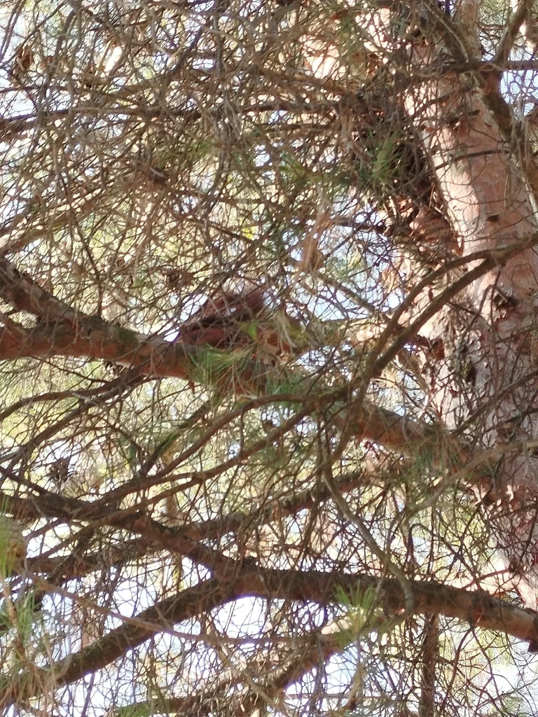 Pinus Halepensis