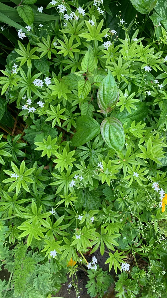 Galium Odoratum