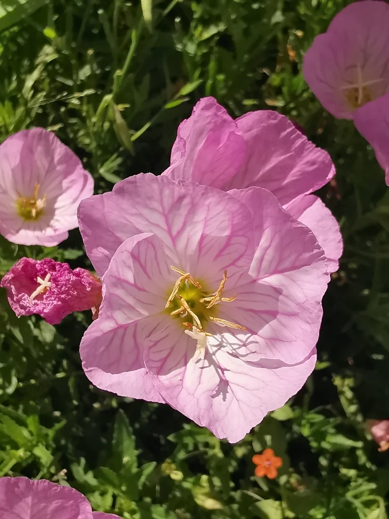 Oenothera Speciosa