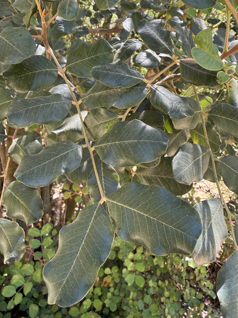 Ceratonia Siliqua
