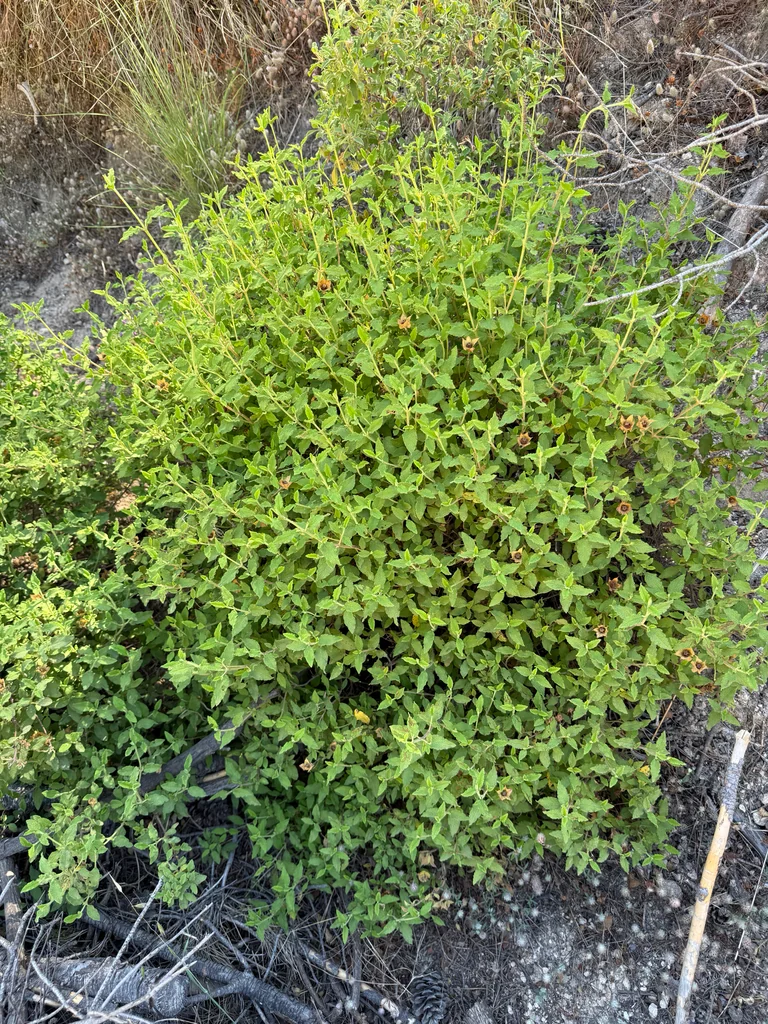 Cistus Salviifolius