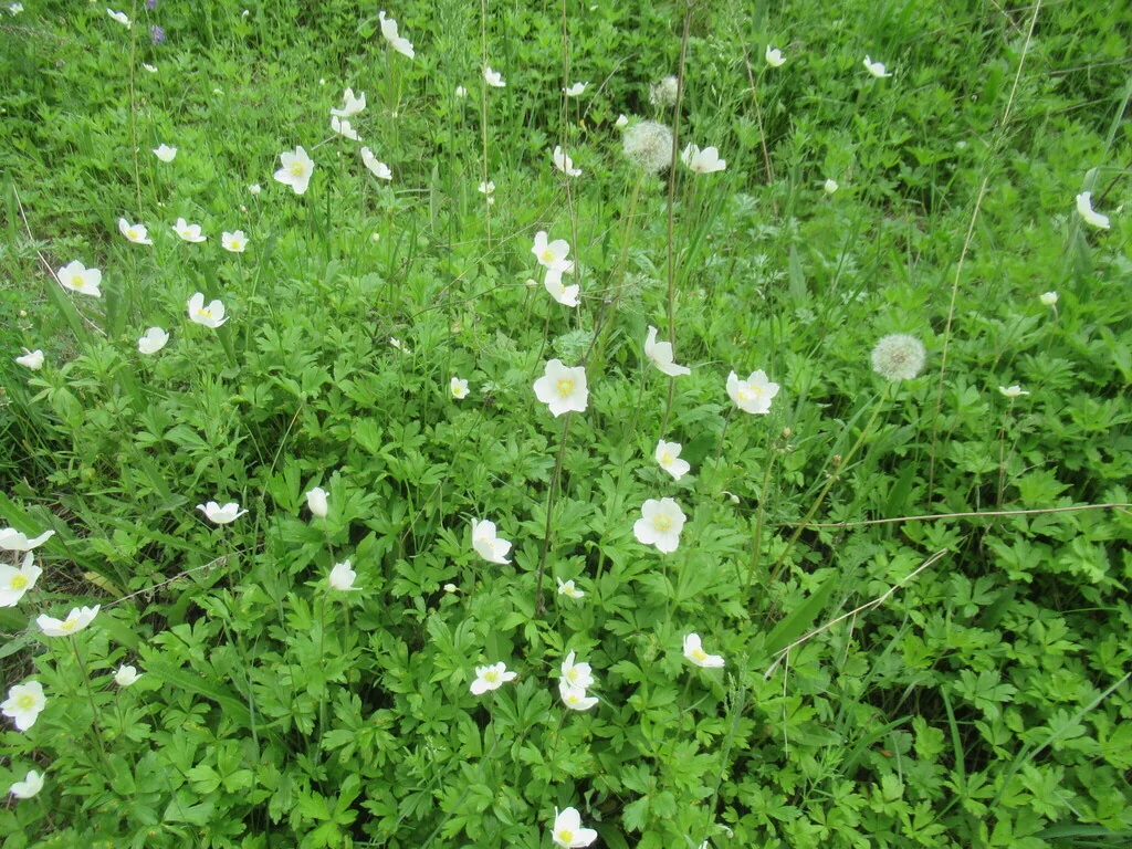 Anemone Sylvestris