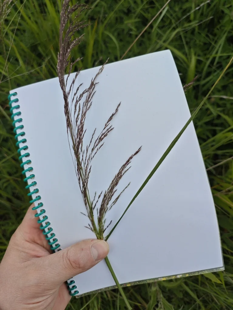 Deschampsia Cespitosa