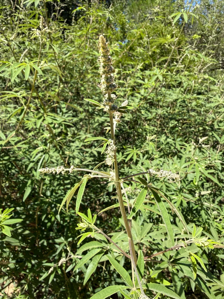 Vitex Agnus-Castus