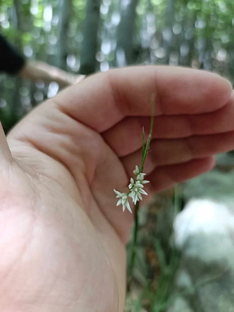 Luzula Nivea