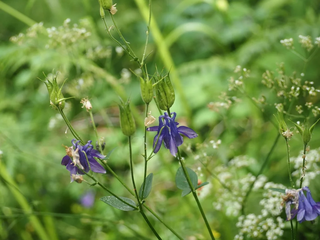 Aquilegia Vulgaris