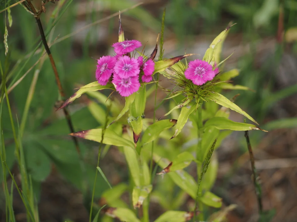 Dianthus Barbatus