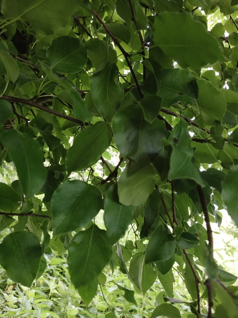 Pyrus Communis