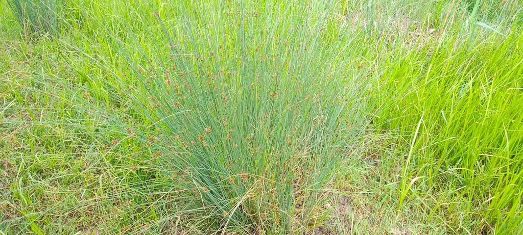 Juncus inflexus