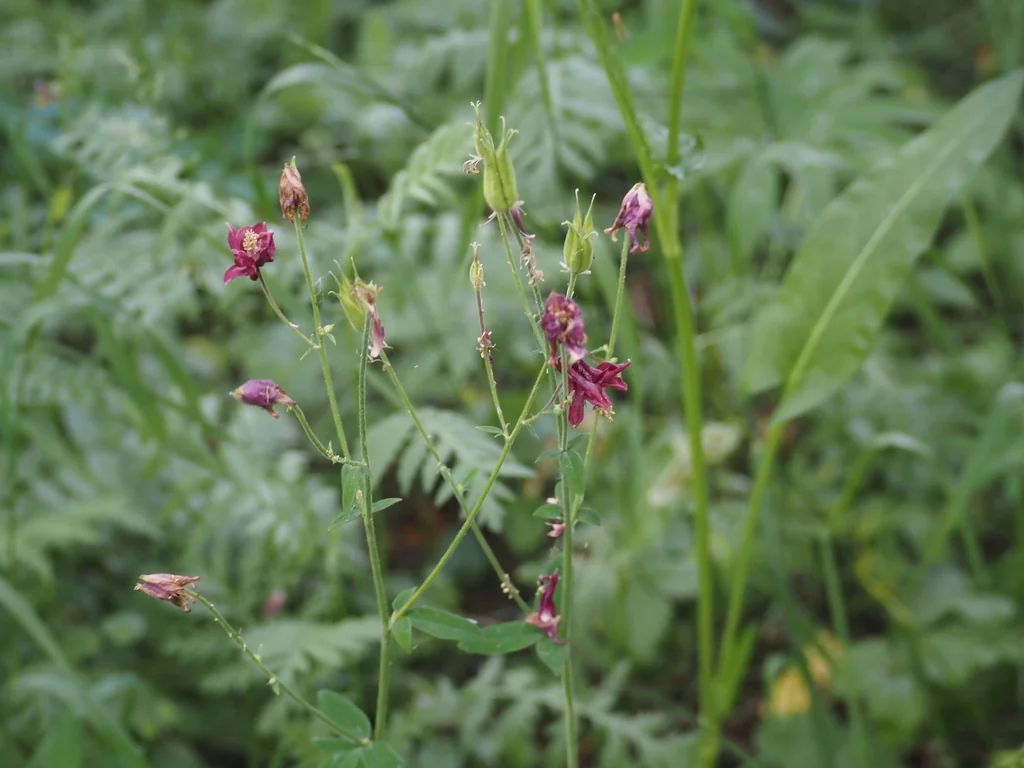 Aquilegia Vulgaris