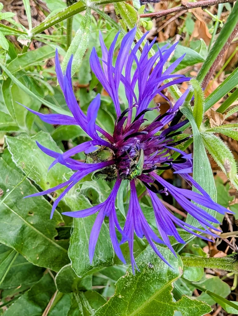 Centaurea Montana