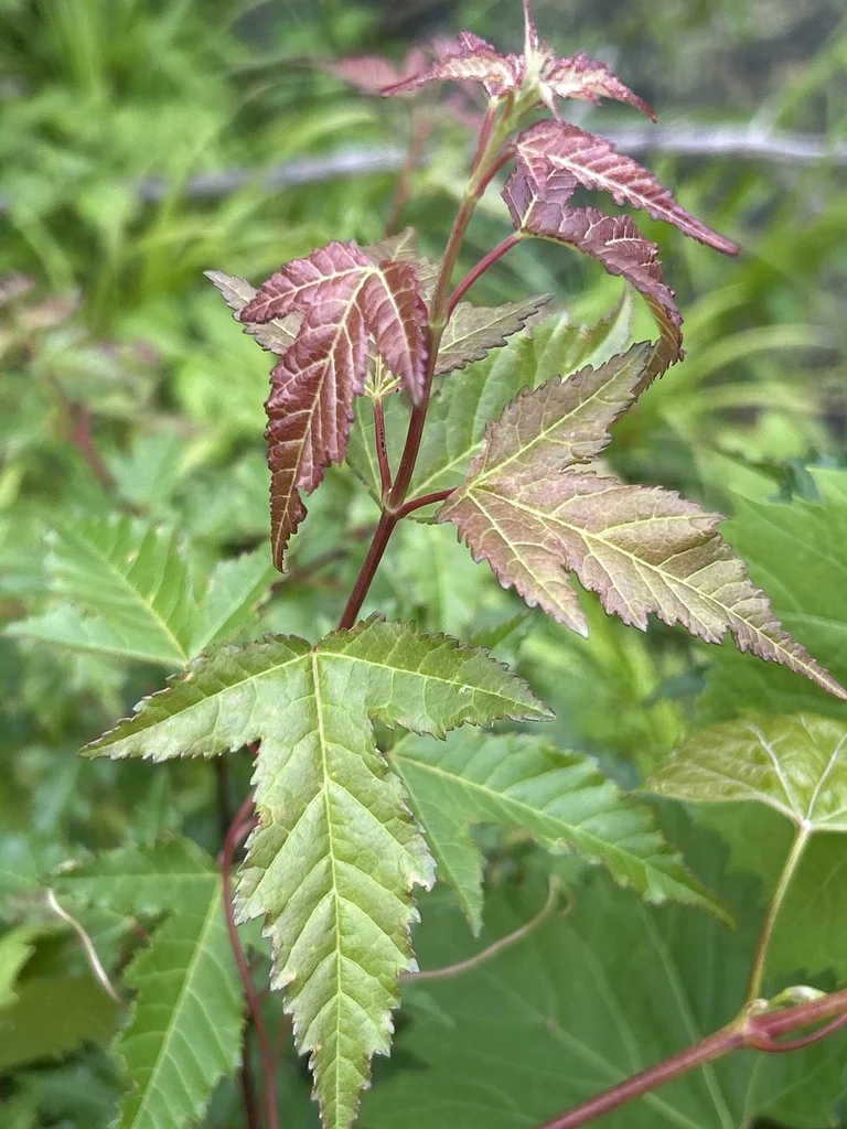 Acer Ginnala