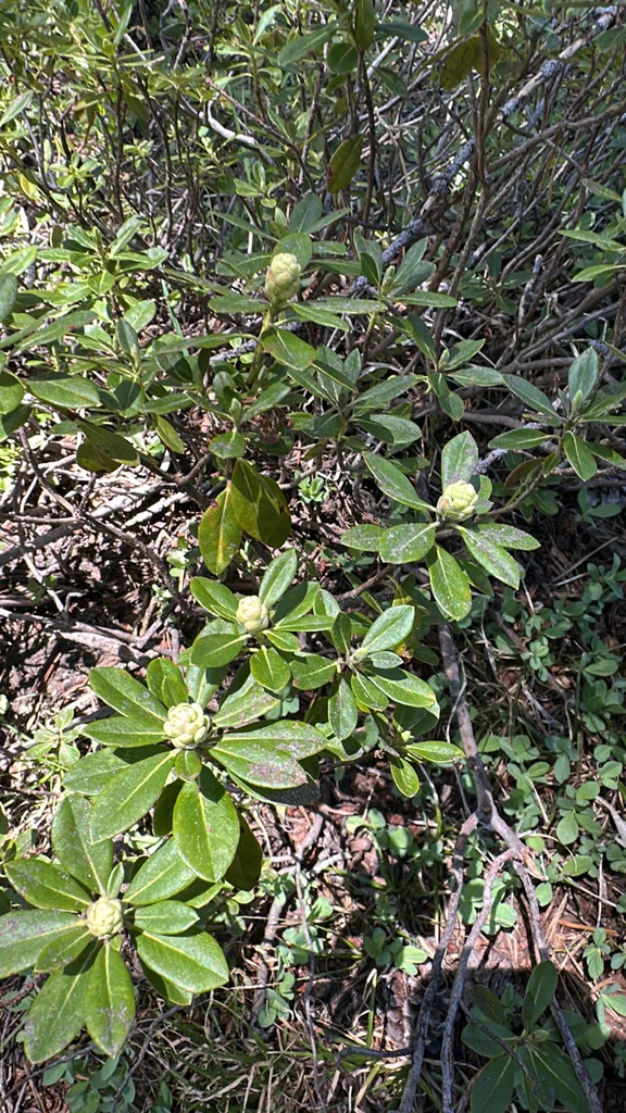 Rhododendron Columbianum